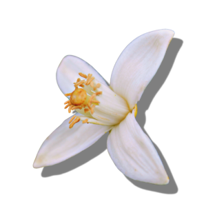 Blossom