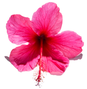 Hibiscus